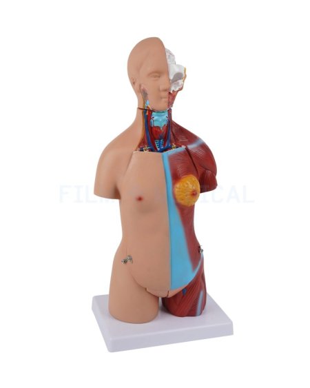 Anatomical Model Small